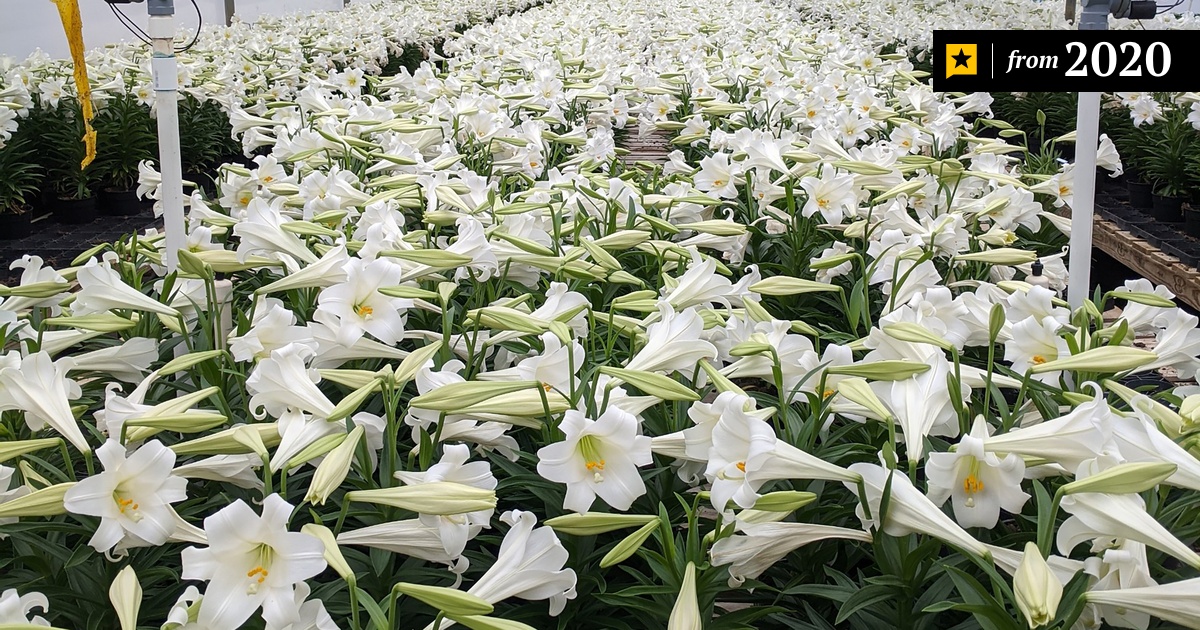 In East Texas, thousands of Easter lilies with no place to go The